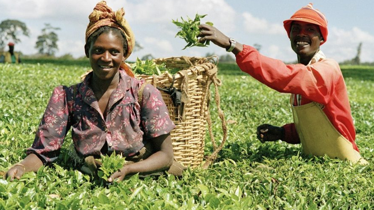 agric and export